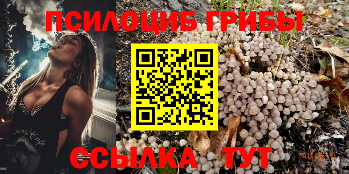 Псилоцибиновые грибы Cubensis Елизово